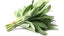 Sage